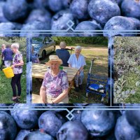 tp ch: heidelbeeren